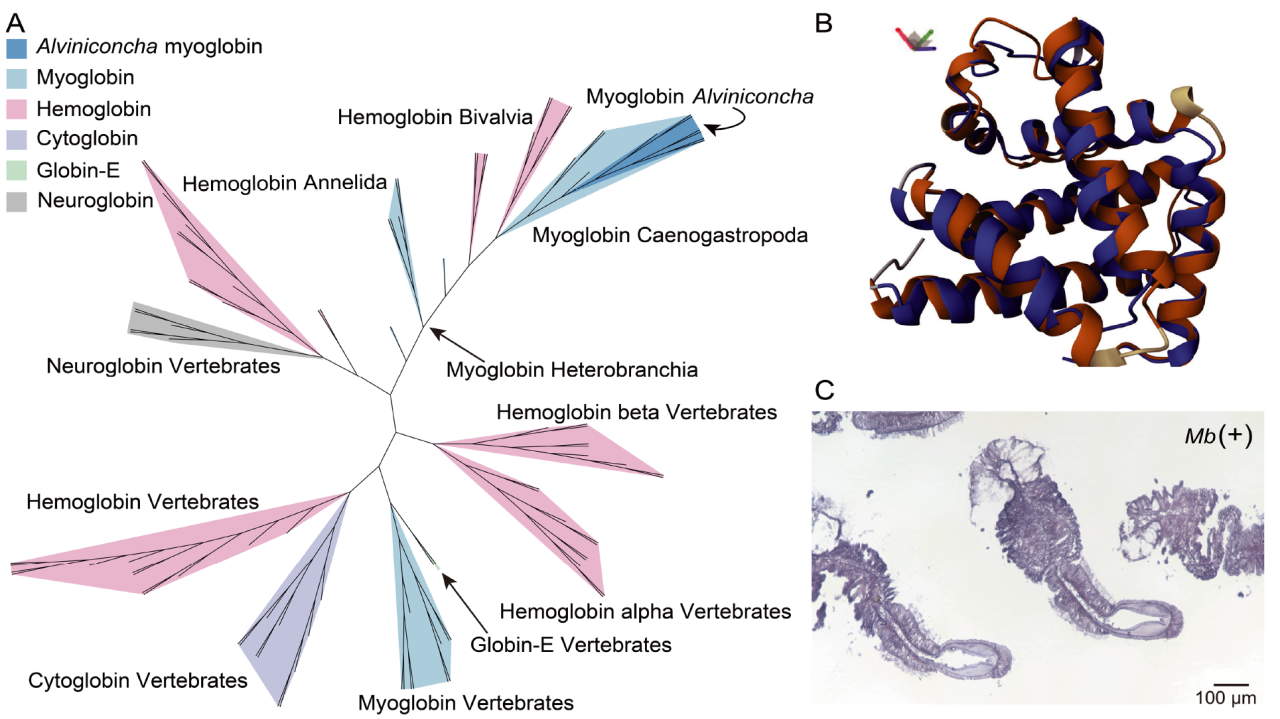 图3 在阿尔文螺中鉴定出肌红蛋白（1）